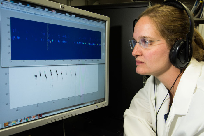Senior scientist Terra Barnes listens to a recording of mouse vocalizations, modified to bring the pitch within the human auditory range, while watching a visual representation of the recording. Analysis of recordings from dozens of mice showed that mice carrying a mutation in a gene associated with stuttering in humans vocalized in an abnormal pattern similar to human stuttering. (Photo: Robert Boston/School of Medicine)