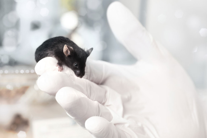 Animal models don't always accurately predict which vaccines and therapeutics will work in humans. New research at Washington University School of Medicine in St. Louis points to the near-sterile surroundings of laboratory mice as a key reason. Infecting laboratory mice with the mouse equivalent of common human infections makes their immune systems behave more like those of adult humans. (Image: Thinkstock)