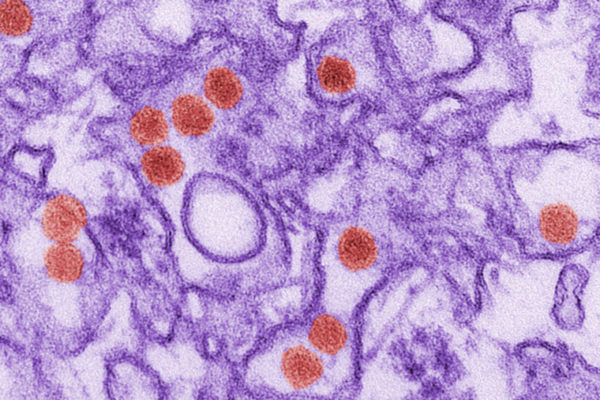 Potential drug target identified for Zika, similar viruses