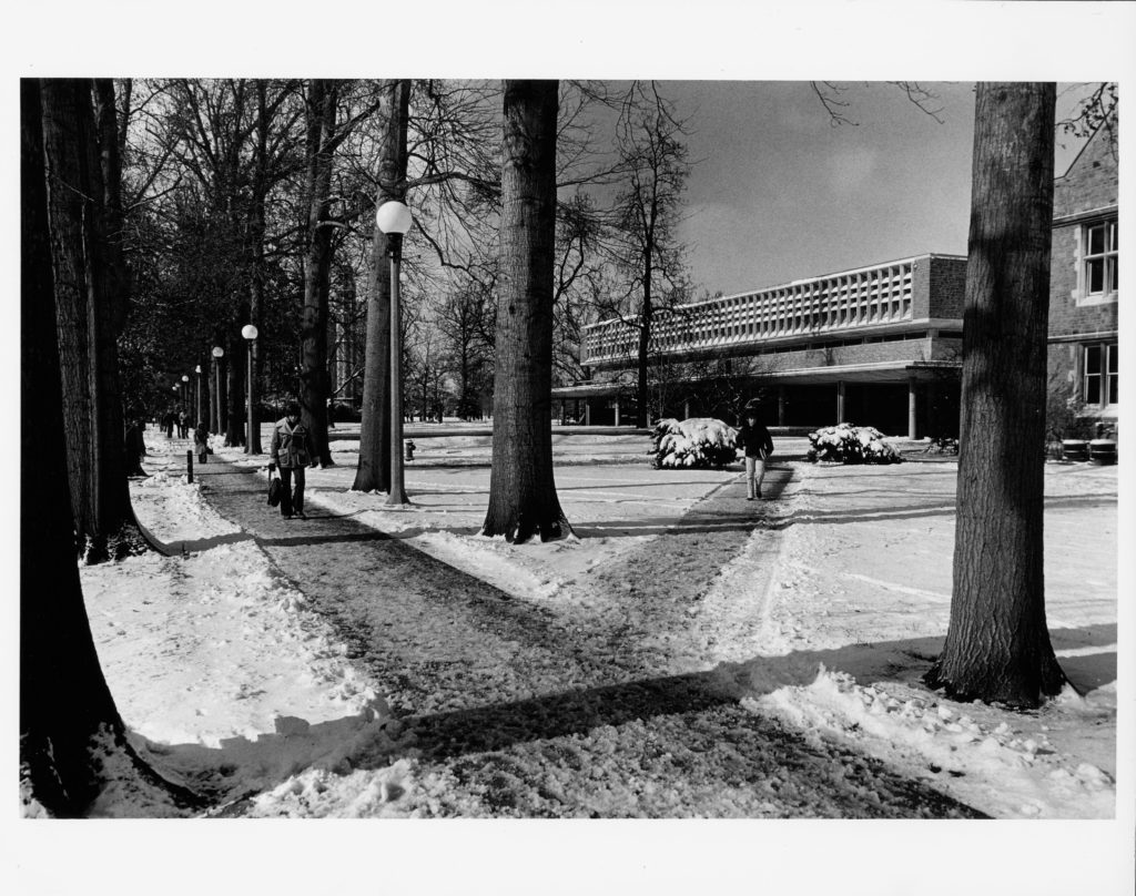 Oak Allee in the 1970s. New trees, to be planted this fall, will restore the iconic pathway to its original vision. 