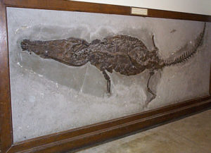 framed fossil of a crocodile