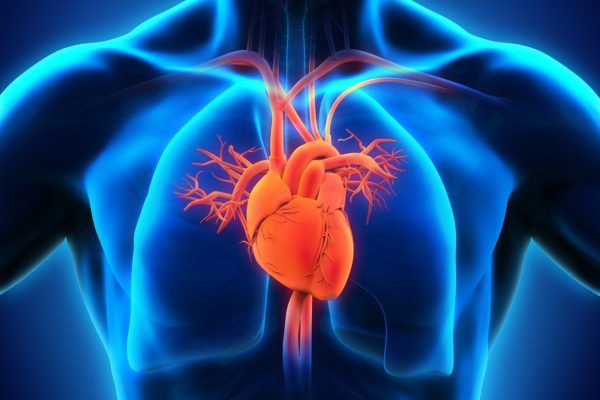 Research suggests new contributor to heart disease