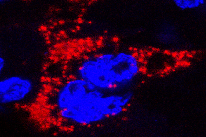 Zika virus, marked with red, infects a mouse placenta. The nuclei of the placental cells are marked blue. 