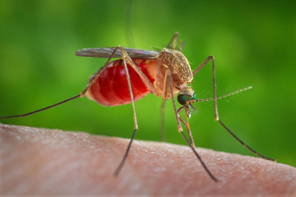Memory loss caused by West Nile virus explained