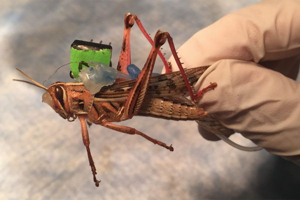 Grant funds research pushing limits of cyborg insects