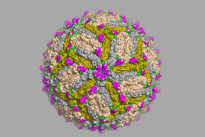 Scientists at Washington University School of Medicine in St. Louis have identified antibodies capable of protecting against Zika virus infection, and located the precise spot on the Zika virus that the antibodies recognize. The work is a significant step toward developing a vaccine, better diagnostic tests and possibly new antibody-based therapies. Shown is an image of Zika virus captured via cryo-electron microscope. (Image: David Fremont)