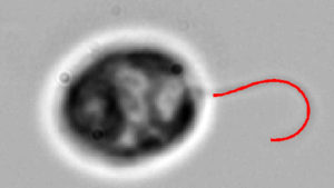 This image shows the tail movement of a flagella organelle. A team from Washington University will further study the mechanics of the cell's movement.