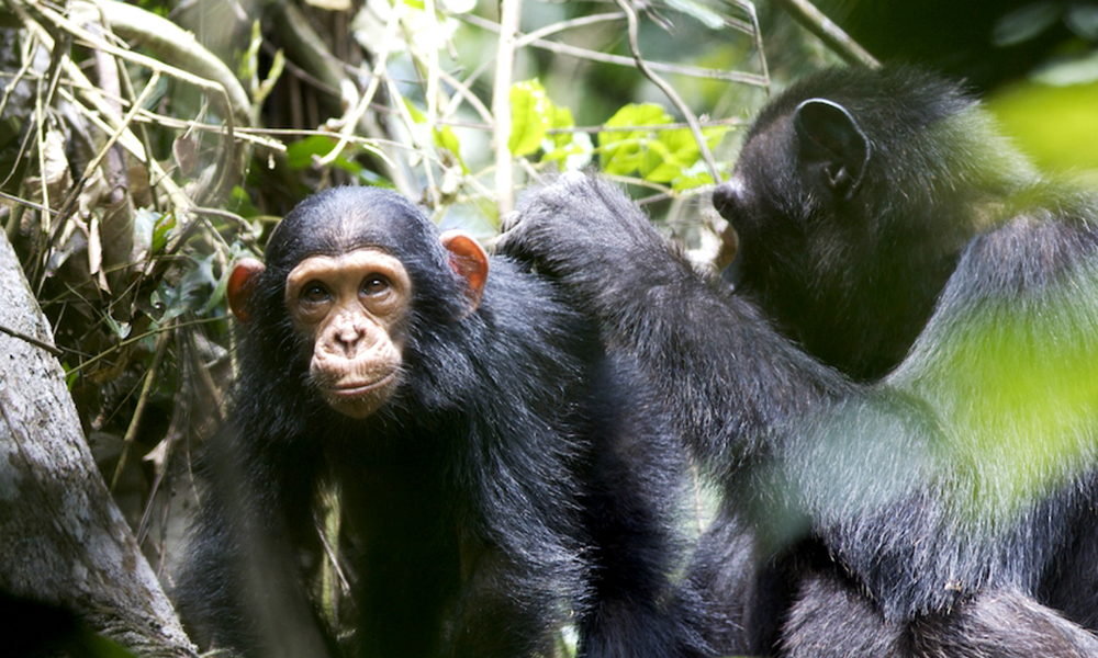 Wild chimpanzee youngster with adult.