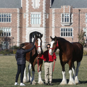 clydesdales on campus