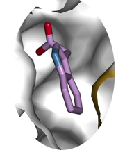 Detail of the active site of GH3.5 determined by crystallizing the protein and bombarding it with X-rays. Auxin, bound in the pocket, is being converted to an inactive form. Illustration: Joe Jez