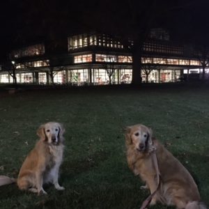 dogs on campus