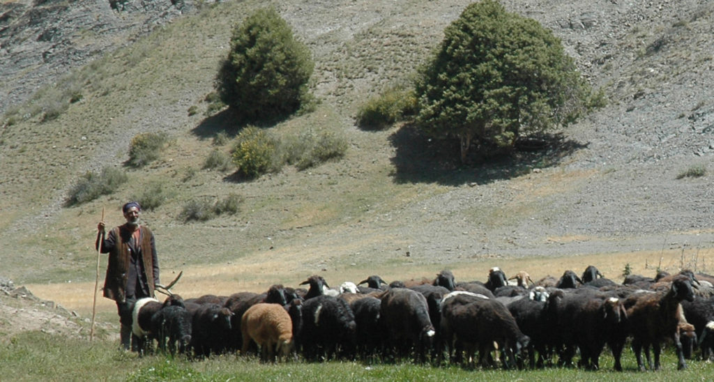 Nomadic herdsman moves sheep along a foothill path in Uzbekistan.