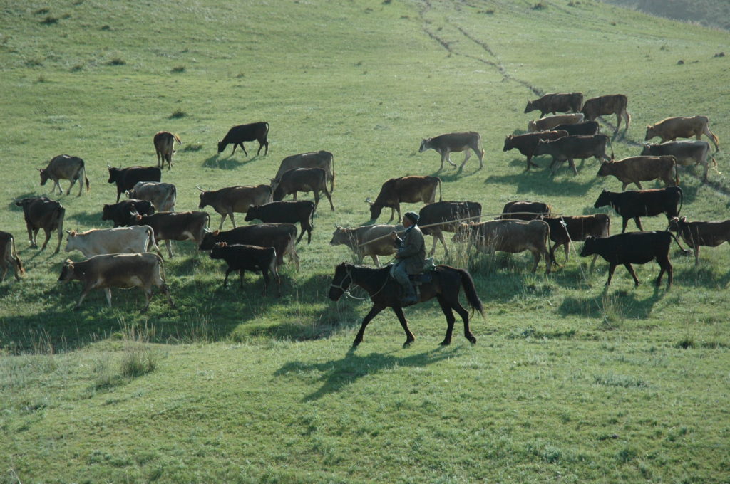 Nomadic pastoralist moving cattle across the foothills of Kazakhstan