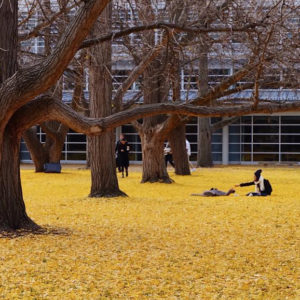 photo contest-winning image of Olin Library in fall