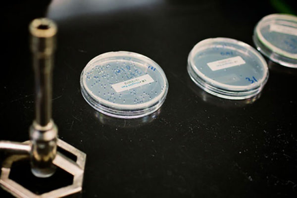 Antibiotic resistance circumvented in lab