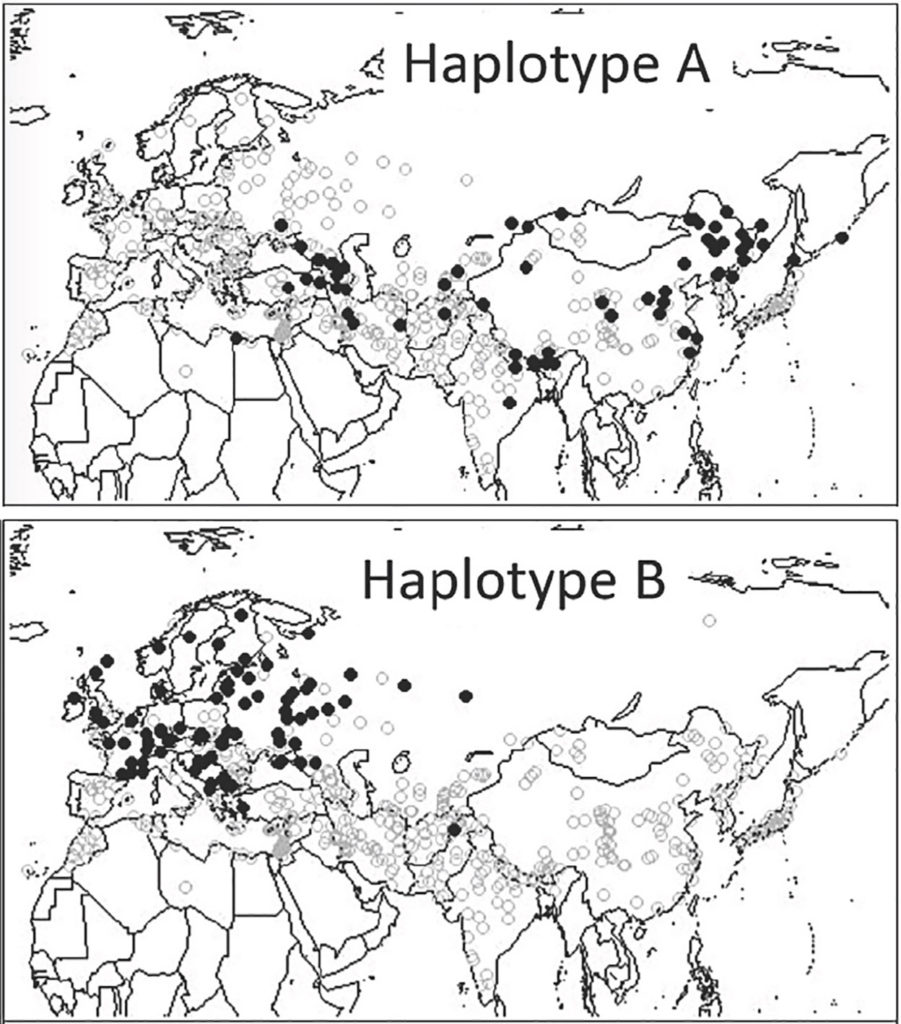 Geographic distributions of the non-responsive haplotypes A and B of the Ppd-H1 gene in extant landrace barley. Courtesy of PLOS One.