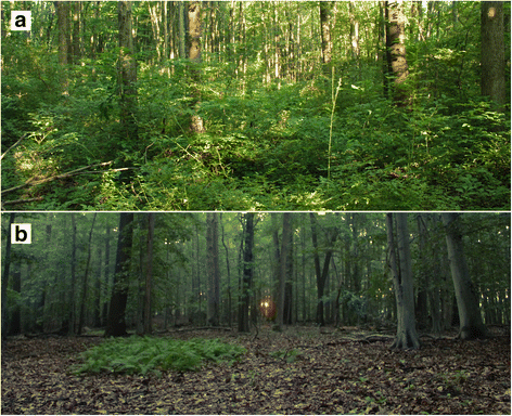 Two views of a forest