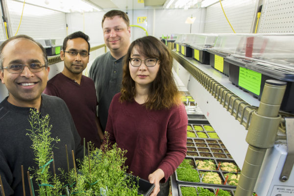 Keeping plant-cell motors on track