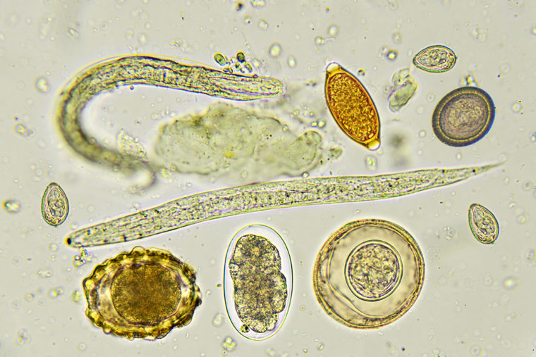 parasitic worms and eggs