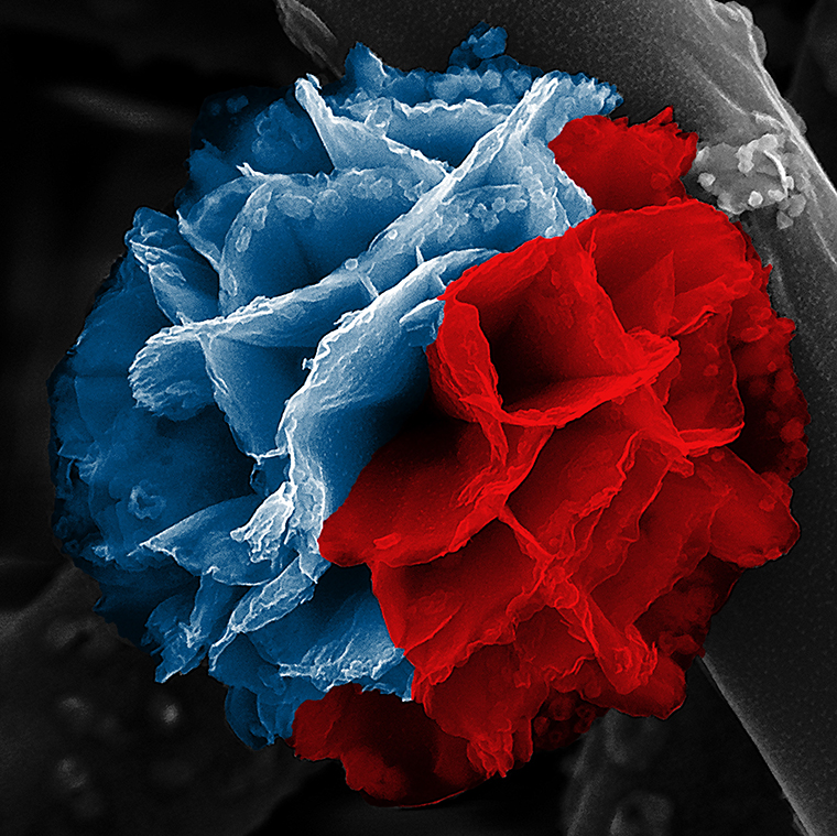 Red and blue nanoflower