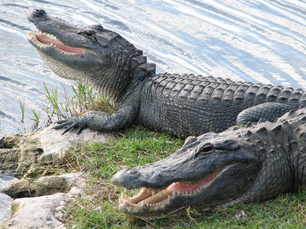 Once on the verge of extinction, American alligators have rebounded in the Southeastern United States. (Courtesy National Park Service)