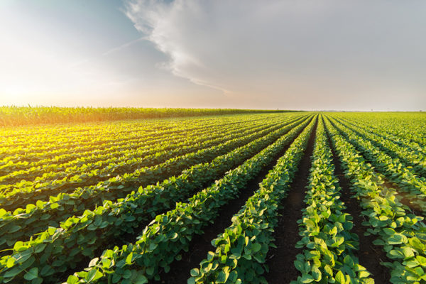 How does dicamba drift?