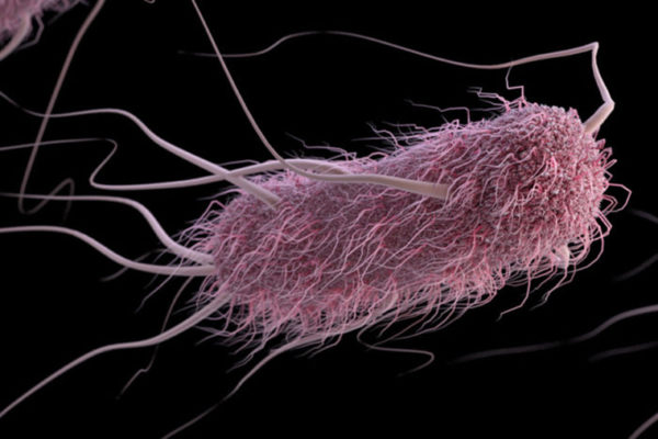 Blood type affects severity of diarrhea caused by E. coli