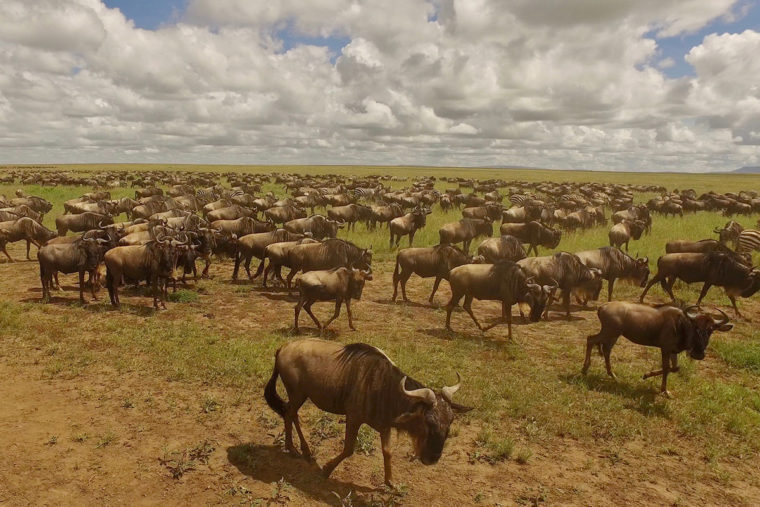 Wildebeest migration in Serengeti, Africa