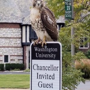 hawk on campus