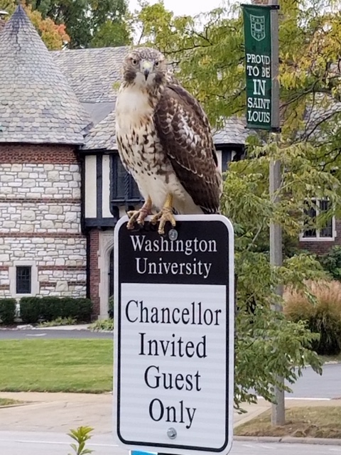 hawk on campus