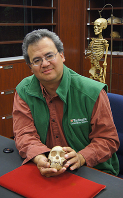 Washington University paleoathropologist David Strait holds the skull of Taung, an early human ancestor found in South Africa in 1924. Recent studies suggest the Australopithecus africanus child may have been killed by an eagle. Image courtesy of David Strait.