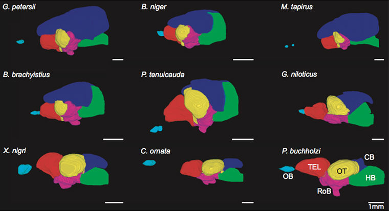 Fish Brain Maps