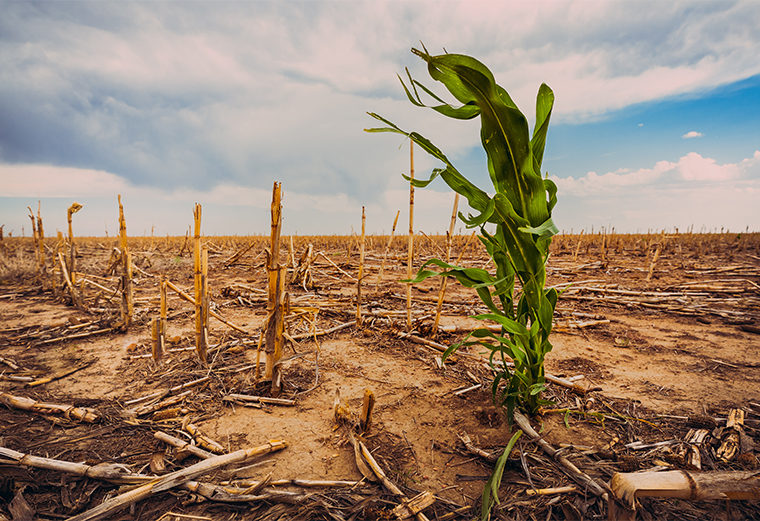 cornfield drought