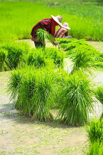 rice fields Thailand