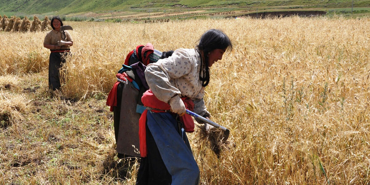 barley harvest in Tibet
