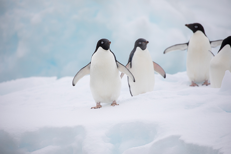 penguins in snow