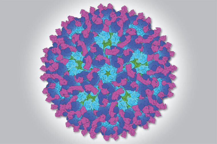 chikungunya virus image