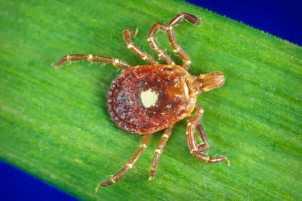 Deadly tick-borne virus cured with experimental flu drug, in mice