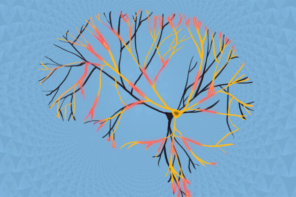 The fractal brain, from a single neuron’s perspective