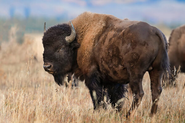 Bison overlooked in domestication of grain crops