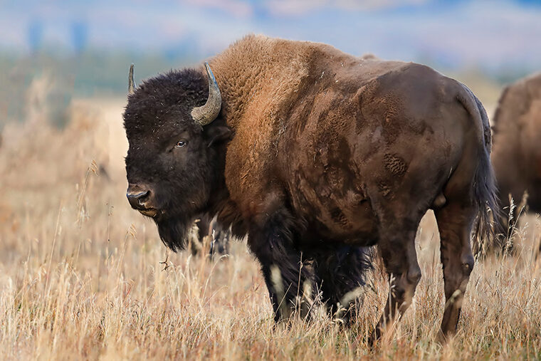 Bison overlooked in domestication of grain crops - The Source - Washington  University in St. Louis