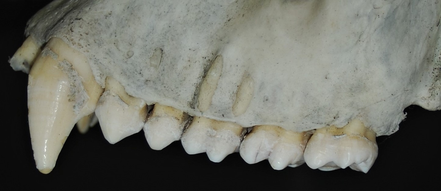 Gorilla teeth