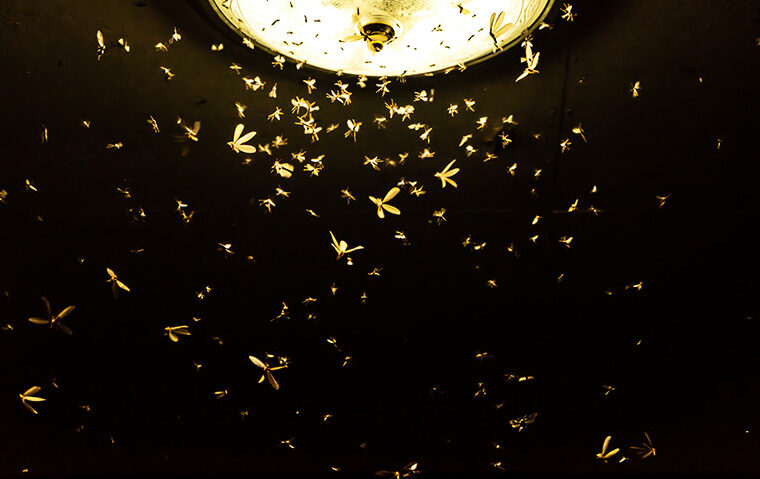insects at light