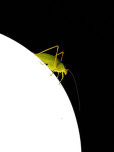 bug on lamp
