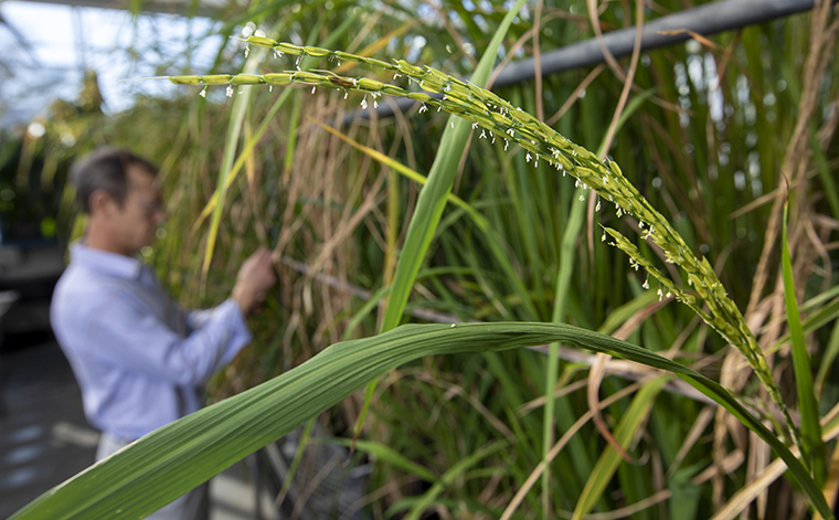 weedy rice in the Plant Growth Facility
