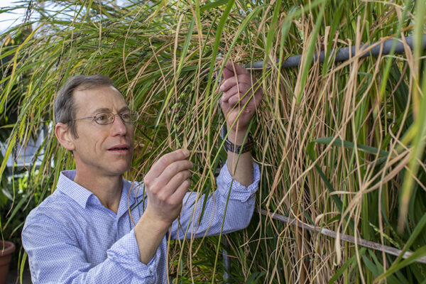 Biologist Olsen helps launch global wild rice alliance