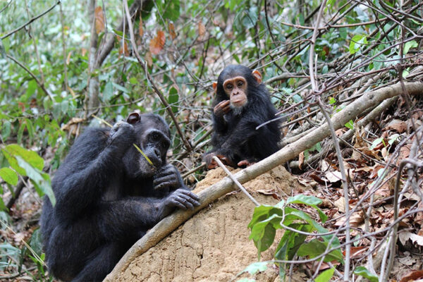 Chimpanzees more likely to share tools, teach skills when task is complex