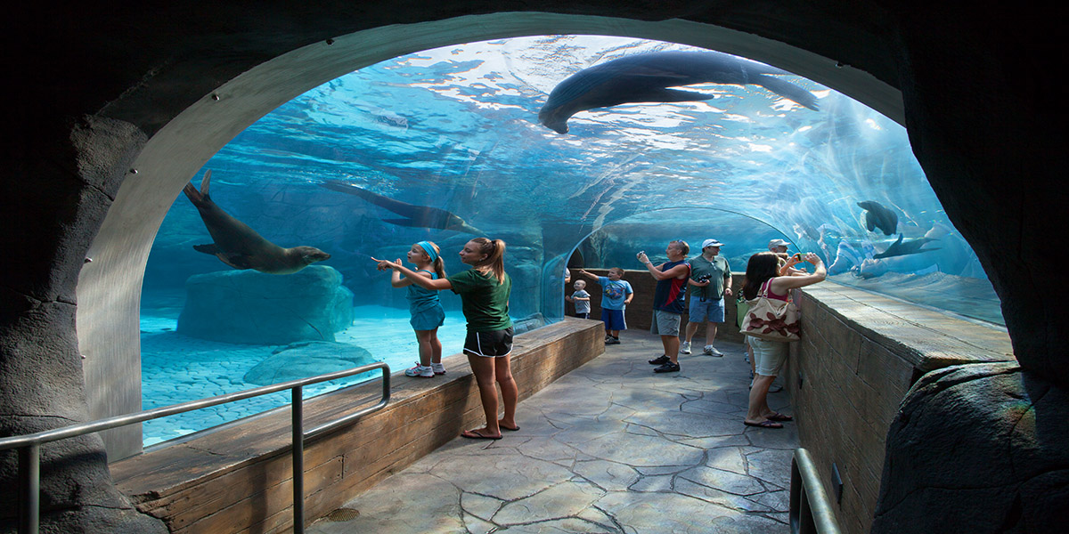 The St. Louis Zoo’s Judy and Jerry Kent Sea Lion Sound is among PGAV’s other St. Louis design work.