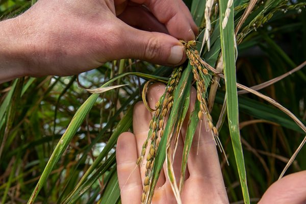 Weedy rice is unintended legacy of Green Revolution