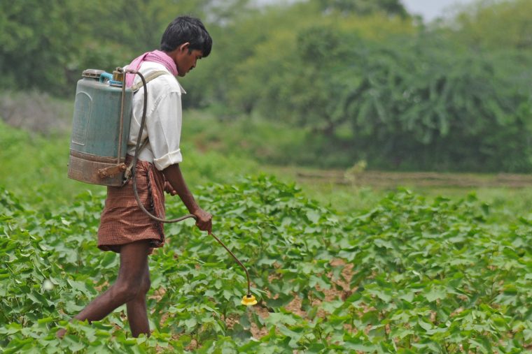 Newswise: Long-term analysis shows GM cotton no match for insects in India